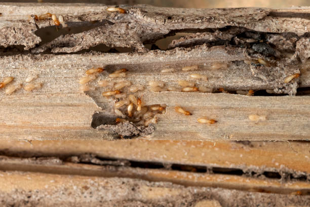 Best Wildlife Control Services  in Lake St Louis, MO